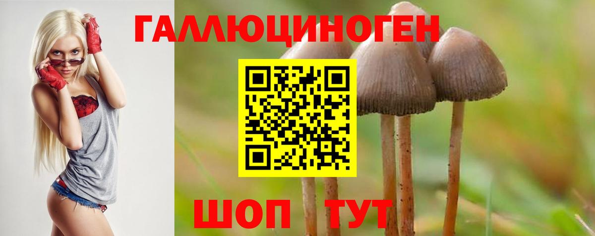 Псилоцибиновые грибы Psilocybine cubensis Волгоград